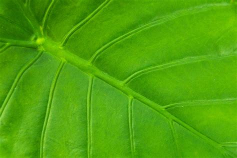 Green Leaf Detail Free Stock Photo Public Domain Pictures