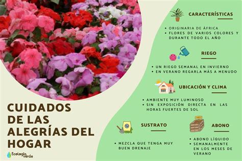 Alegrías Del Hogar O Impatiens Walleriana Cuidados Y Reproducción