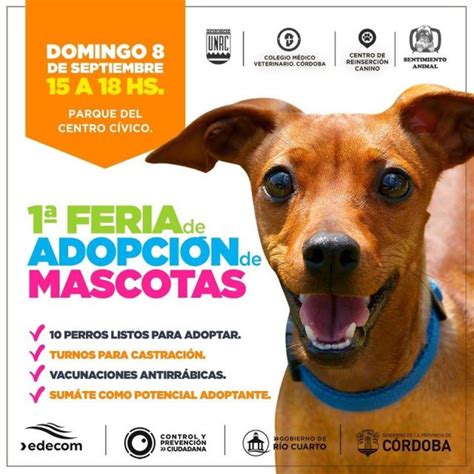 Realizarán la primera feria de adopción de mascotas Telediario Digital