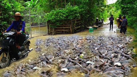 Really Fishing After Flooded Full Village Technique Catching