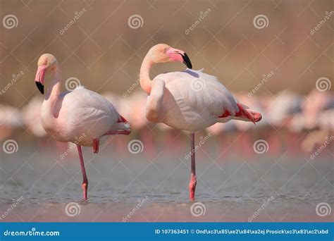 Un Plus Grand Flamant De Grand Oiseau Rose Ruber De Phoenicopterus