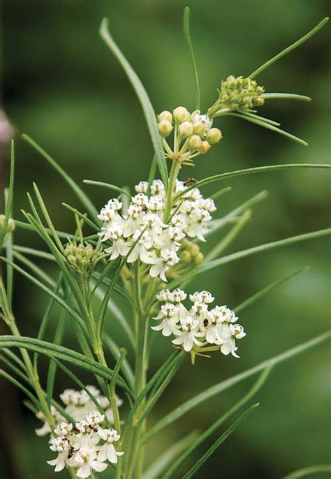 Milkweed Varieties