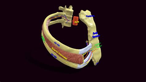 Intercostal Space Anatomy Buy Royalty Free D Model By Deepankar