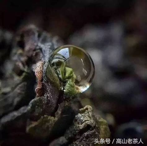 鐵觀音將引領飲茶新風尚，飄香世界 每日頭條