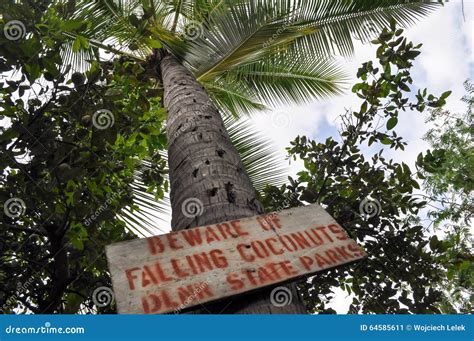 Sign Under The Palm Tree Beware Of Falling Coconuts Stock Image