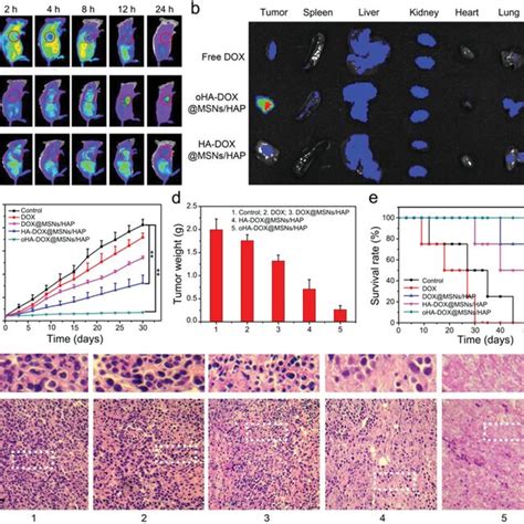 A In Vivo Fluorescence Imaging Of 4t1 Tumor‐bearing Mice After