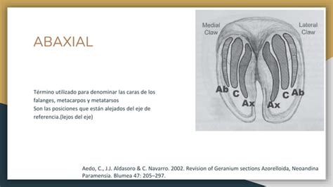 Terminolog A Anat Mica Medicina Veterinaria Ppt