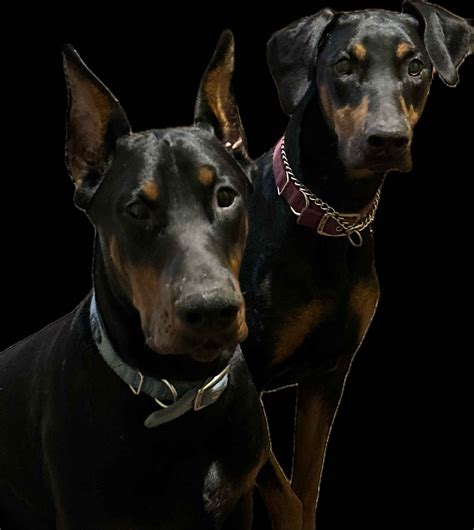 Jackie S Dobies Doberman Pinscher Puppies For Sale In Columbia Sc