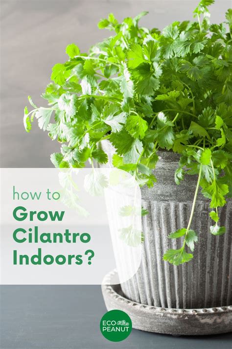 How To Grow Cilantro Indoors Eco Peanut Growing Cilantro Grow