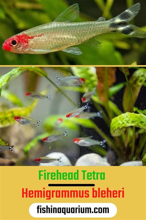 Beginner S Guides To Freshwater Aquarium Fish Species Artofit