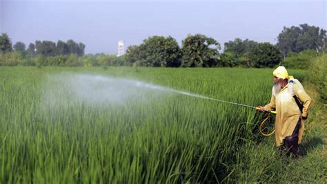 Deficient June Rainfall May Slowdown Paddy Sowing Say Experts Latest