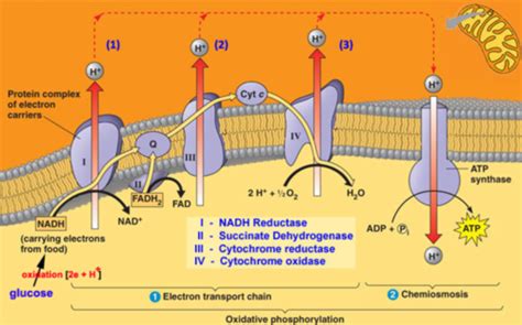 Biochem Oxidative Phosphorylation Flashcards Quizlet