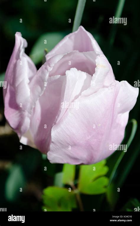 Close Up Of A Single Pink Tulip Stock Photo Alamy