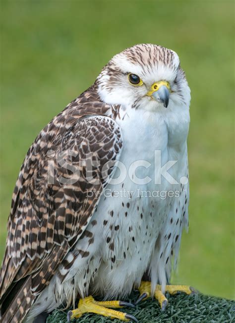 Saker Falcon Stock Photo | Royalty-Free | FreeImages