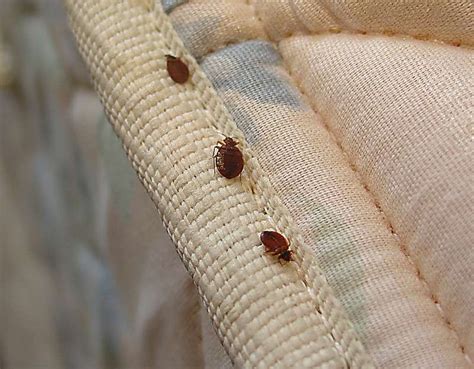 Does Lysol Kill Bed Bugs Tried And Tested In 2024 The Pest Informer