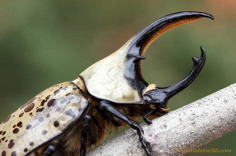 24 Beetle horns ideas | beetle, beetle insect, horns