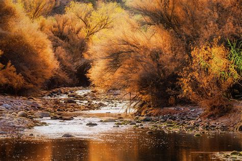 Fall Colors of the Desert Photograph by Saija Lehtonen - Fine Art America