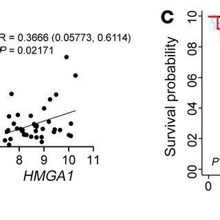 Overexpression Of Both Hmga And Fgf In Human Pdac Defines A