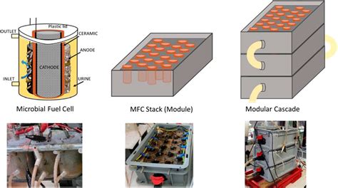 Frontiers Advancements In Bioelectricity Generation Through