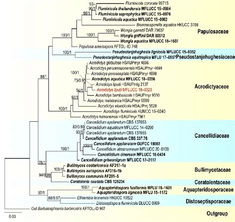 Raxml Tree Based On Analysis Of Combined Lsu Its And Ssu Dataset The