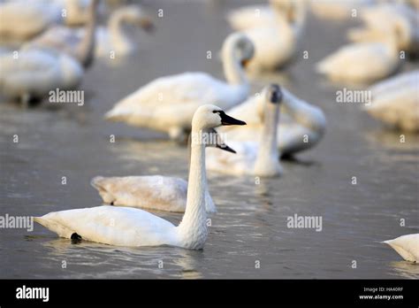 Tundra Swan Cygnus Columbianus Columbianus In Japan Stock Photo Alamy