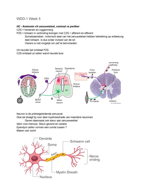 WDD 1 Week 5 College Aantekeningen Van HC Anatomie Zenuwstelsel