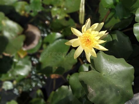 A Fresh Yellow Lotus Flower Stock Photo - Image of loversnnnnnnn, area ...