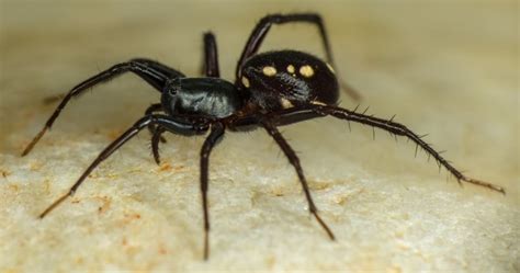 50 New Spiders Discovered In Australia