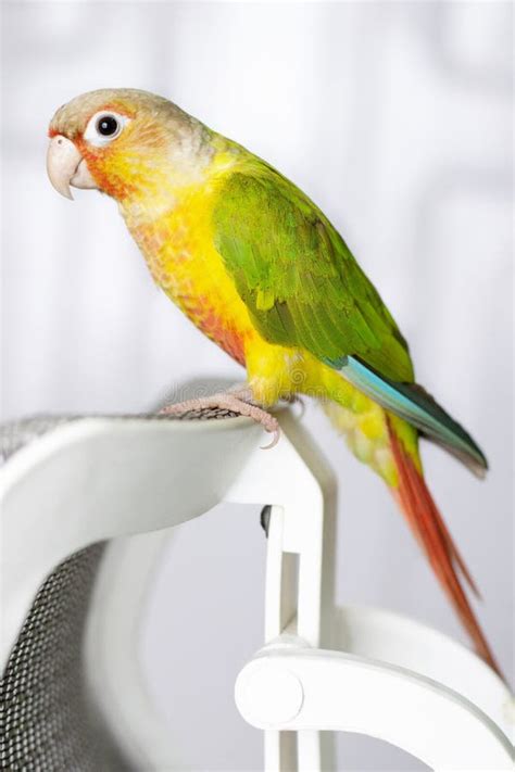 Pineapple Conure Bird Stock Photo in White Background Stock Photo ...