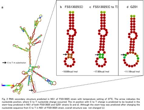 Prediction of RNA secondary structure in NS1 - Zika virus - Virological