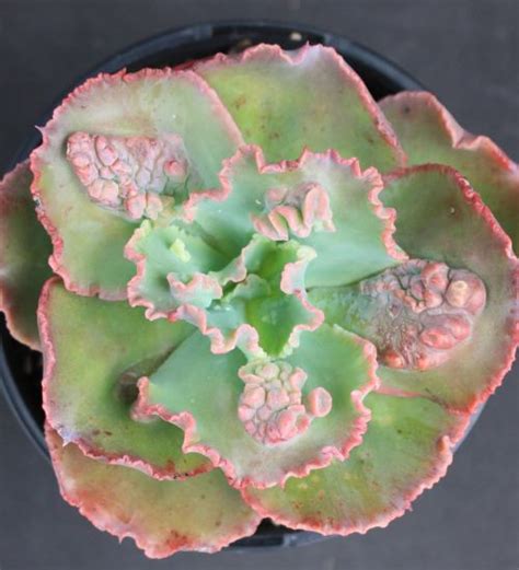 Echeveria Bumps Succulent Guide