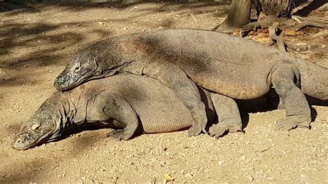 Komodo Dragon Mating