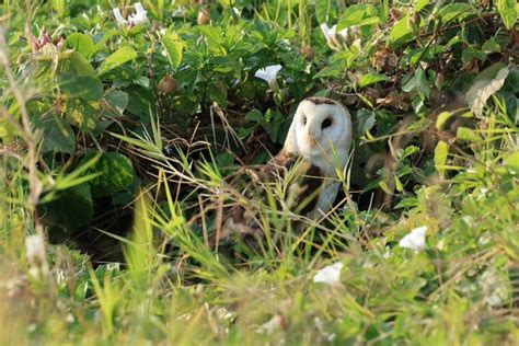 遊蕩犬咬死草鴞幼雛親鳥將屍體拉回巢中 2天後離開傷心地 永續地球 倡議家