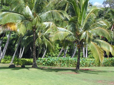 Allerton National Tropical Botanical Gardens, Koloa, HI — Sunshine and ...