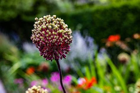 Flower leek stock image. Image of nature, leek, prairie - 256261411