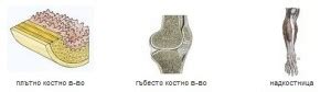 Устройство и функции на костите в човешкия организъм