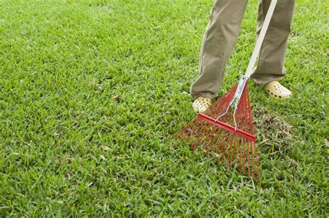 How To Get Rid Of Lawn Moss The Inexpensive Way And Keep It Away