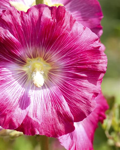 Alcea Rosea Stockrose Garten Und Ambiente