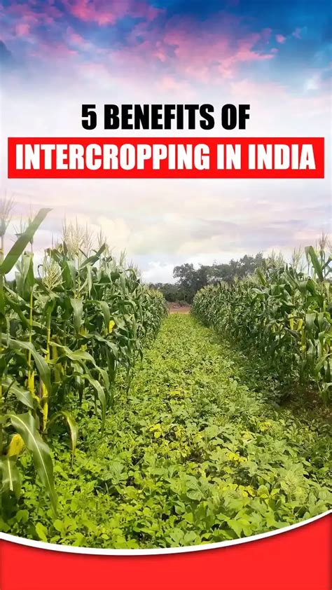 Know The Benefits Of Intercropping In Indian Agriculture