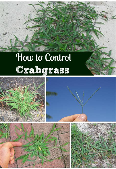 How To Get Rid Of Crabgrass Kill Weeds Pro Tips Install It Direct