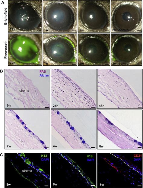 Clinicopathological Features In Experimentally Induced Limbal Stem Cell