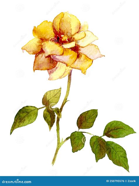 Watercolor Hand Painted Yellow Rose Botanical Illustration Stock