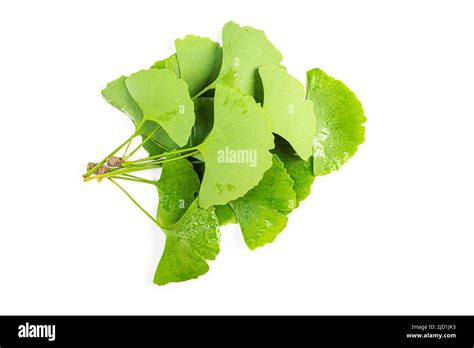 Green Leaves Of Ginkgo Biloba With Water Drops Or Dew Isolated On White