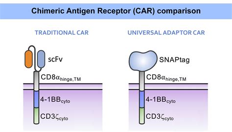 A New Generation Of Flexible And Controllable Car T Therapies Access