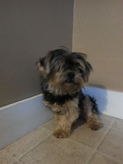 Three-legged Yorkie : r/no_sob_story