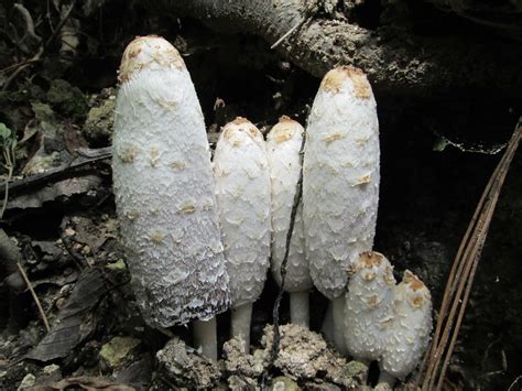 Shaggy Mane Local Fungi Of Nwfl Inaturalist