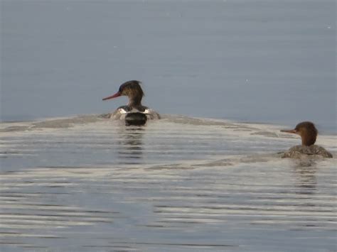 Red-breasted Mergansers from Scotland | Marnix's Bird Gallery