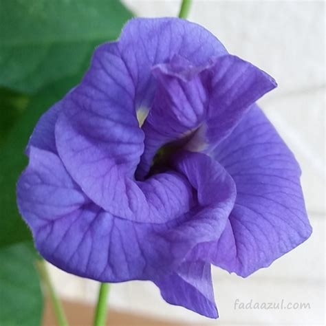 Chá Azul 9g faz 5l flor Fada Azul Clitoria Ternatea Dobrada