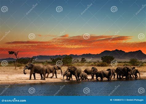 Herd of elephants stock image. Image of drink, mountains - 13008373