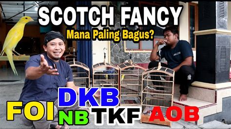 Membandingkan Burung Kenari SF SCOTCH FANCY Berbagai Negara